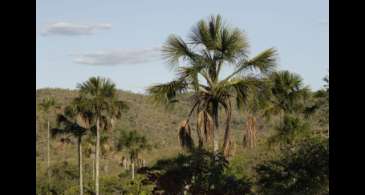 Exemplo de preservação, Quilombo Kalunga mantém 83% do Cerrado nativo