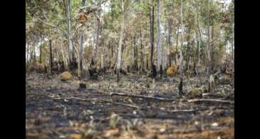 Incêndios florestais aumentam na Amazônia após novo Código Florestal