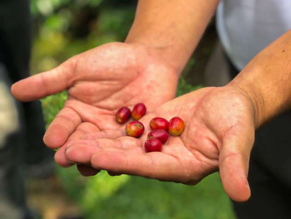 Dia Internacional do Café: grão costa-riquenho conquista turistas