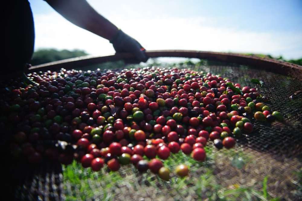 Sebrae Minas desenvolve ações para melhorar qualidade do café