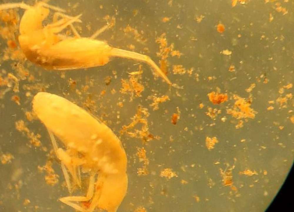 Animal em extinção de 1 mm é encontrado apenas em caverna no Pará