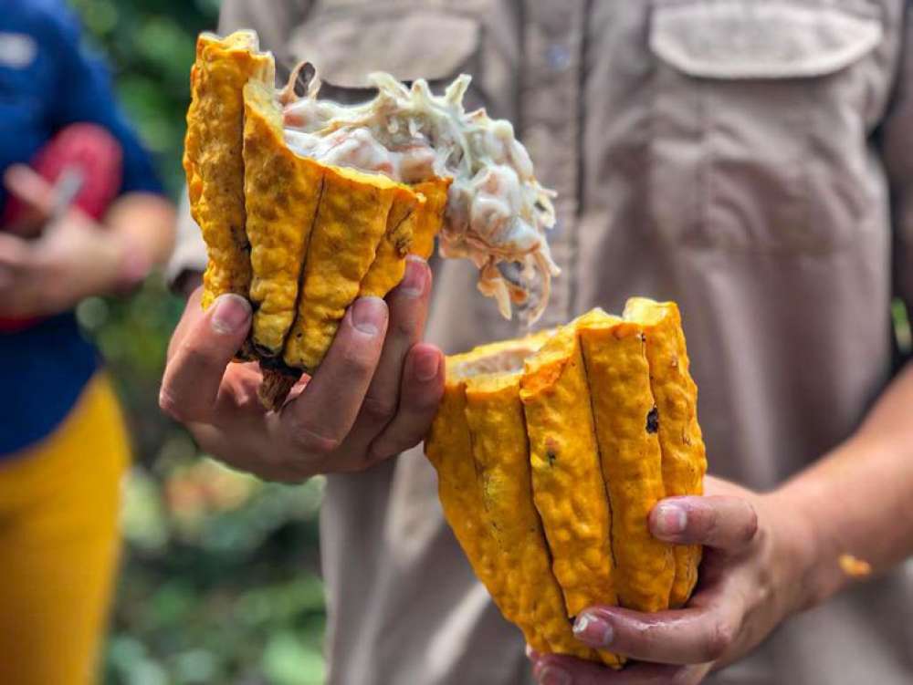 Costa Rica busca maior produtividade e sustentabilidade do cacau