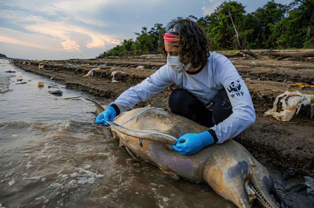 Equipe de busca encontra mais cinco carcaças de botos no Amazonas