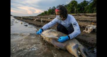 Equipe de busca encontra mais cinco carcaças de botos no Amazonas