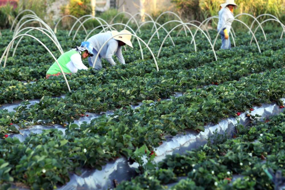 Plataforma do Desenrola renegociará dívidas de agricultores familiares