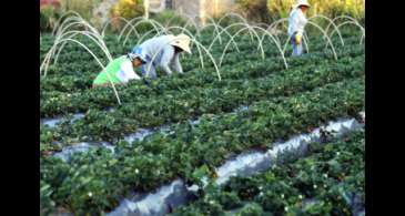 Plataforma do Desenrola renegociará dívidas de agricultores familiares