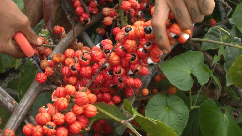 Produção de guaraná de Maués alia tradição e qualidade na Amazônia