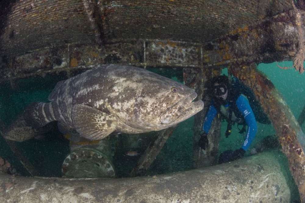 Prêmio de conservação da biodiversidade marinha prorroga inscrições