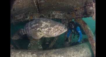 Prêmio de conservação da biodiversidade marinha prorroga inscrições