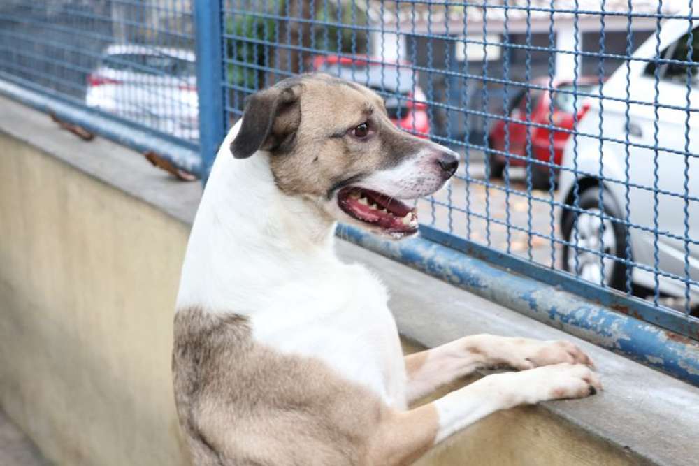 Dezembro Verde combate o abandono e os maus-tratos contra animais