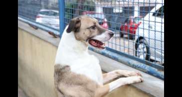 Dezembro Verde combate o abandono e os maus-tratos contra animais