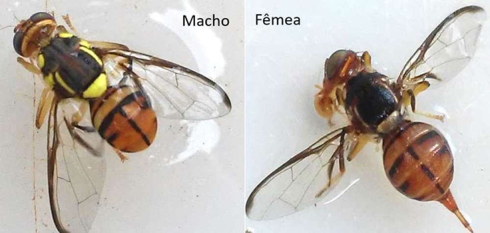 Mosca-da-carambola leva quatro estados à emergência fitossanitária