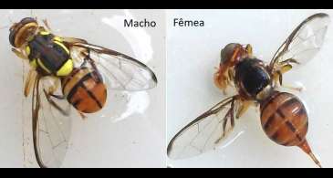 Mosca-da-carambola leva quatro estados à emergência fitossanitária