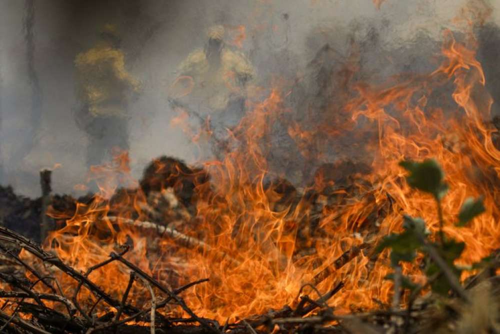 Incêndio no Pantanal tem cenário de animais em fuga e muita ventania