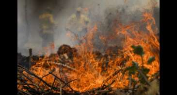 Incêndio no Pantanal tem cenário de animais em fuga e muita ventania