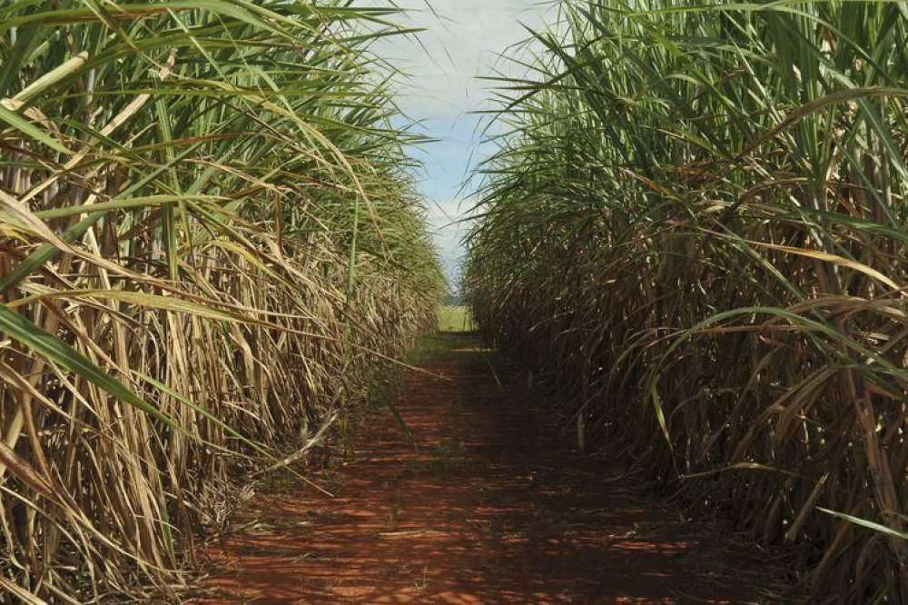 Safra de cana-de-açúcar deve ser de 598 milhões de toneladas Safra de cana-de-açúcar deve ser de 598 milhões de toneladas