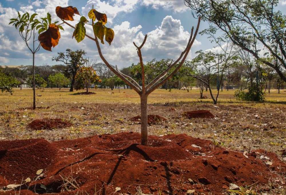 Brasil perde 16% de vegetação herbácea e arbustiva nos últimos 38 anos