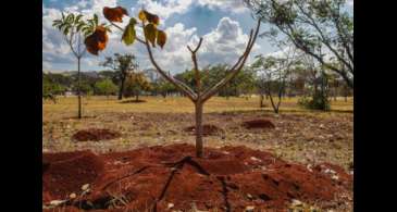 Brasil perde 16% de vegetação herbácea e arbustiva nos últimos 38 anos