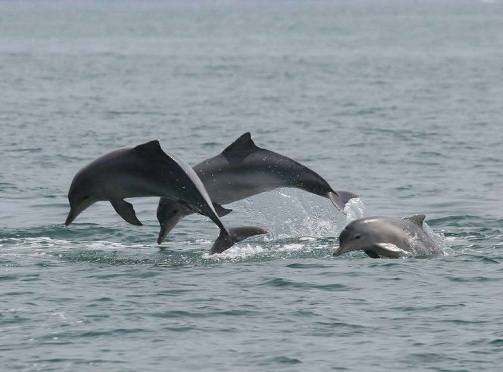 Estudo detecta bactéria da leptospirose em golfinhos e lobos-marinhos