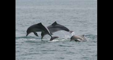 Estudo detecta bactéria da leptospirose em golfinhos e lobos-marinhos