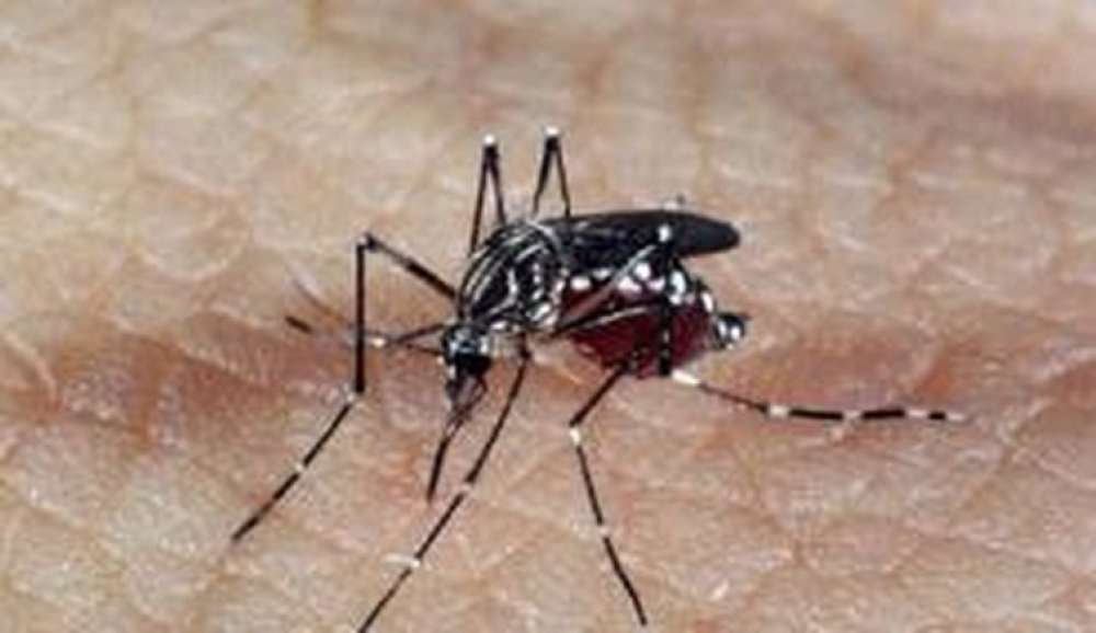 Profissionais de saúde alertam para ressurgimento do tipo 3 da dengue