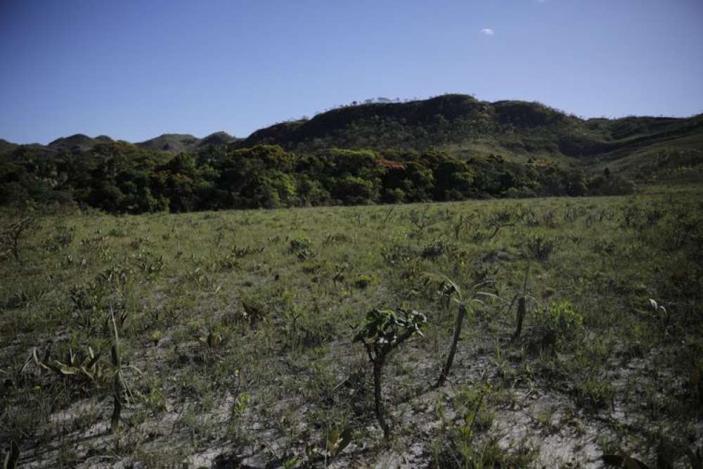 Desmatamento do Cerrado cresce 3% em um ano; área atinge 11 mil km²