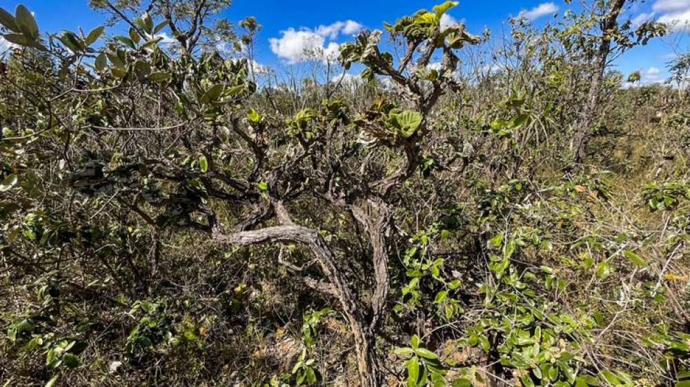 Governo lança 4ª fase do plano de ação contra desmatamento do Cerrado