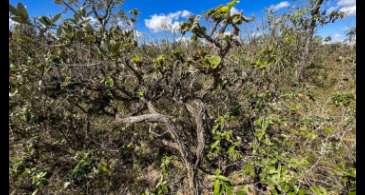 Governo lança 4ª fase do plano de ação contra desmatamento do Cerrado