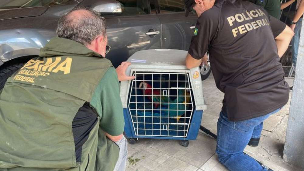 PF e IBAMA apreendem aves compradas ilegalmente no Rio de Janeiro