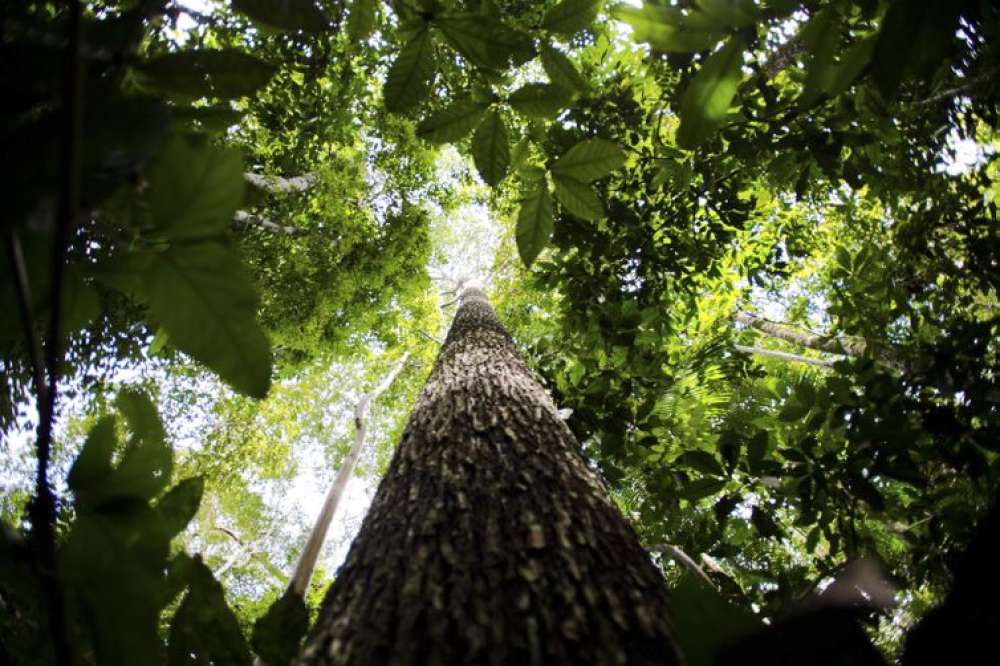 Brasil apresenta na COP proposta para manter florestas tropicais em pé