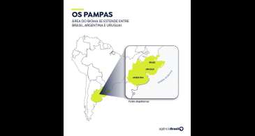 Pampa Sul-Americano perdeu 20% de vegetação campestre, diz MapBiomas