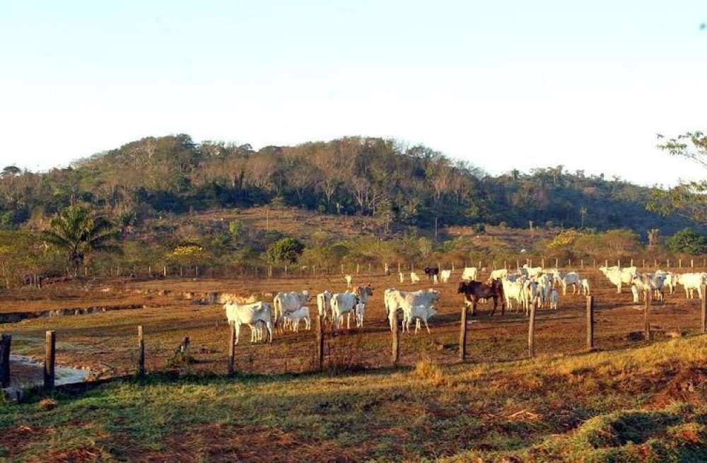 Pecuária é principal vetor de derrubada de vegetação na América do Sul