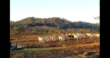 Pecuária é principal vetor de derrubada de vegetação na América do Sul