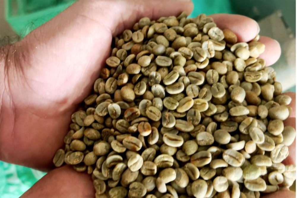 Conab diz que safra de café será de 54,94 milhões de sacas