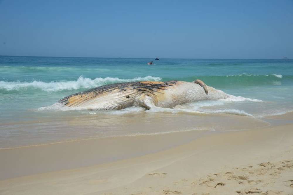 Projeto da Petrobras encontra mais de 30 mil animais mortos em praias