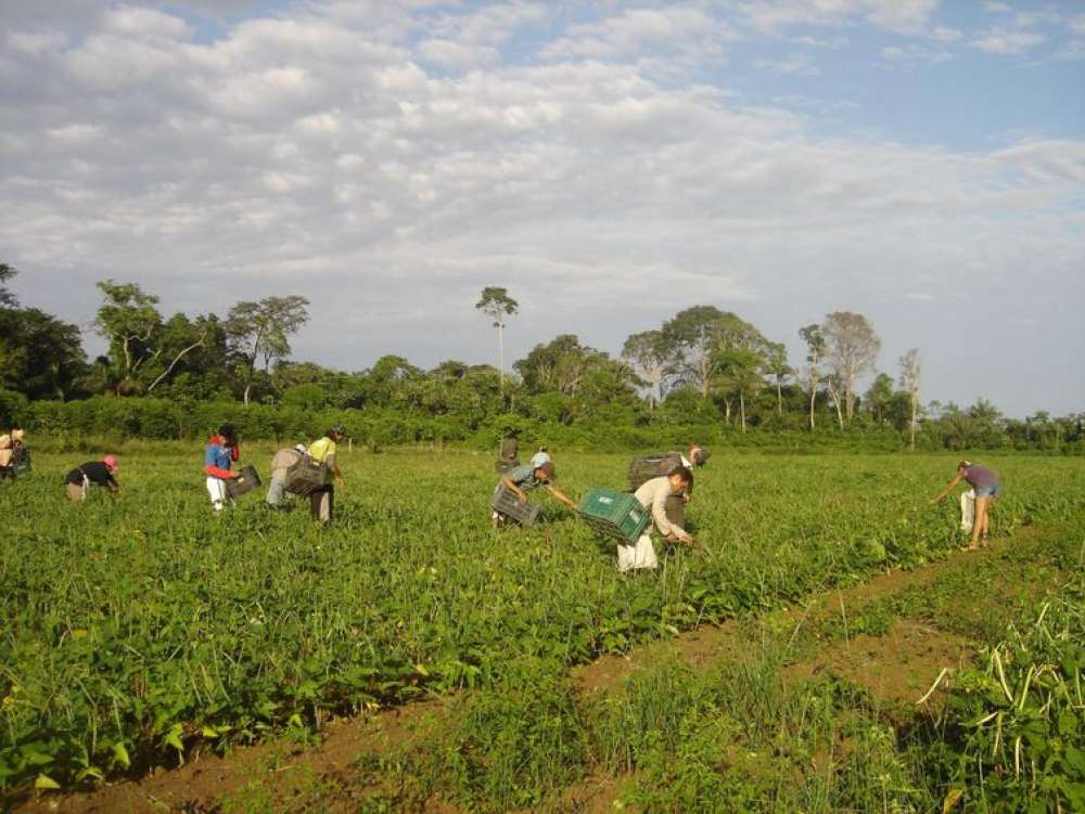 ONU: incluir pequeno produtor é base de sistema alimentar resiliente