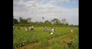 ONU: incluir pequeno produtor é base de sistema alimentar resiliente