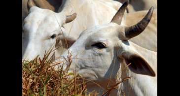 Ministério da Agricultura investiga suspeita de vaca louca