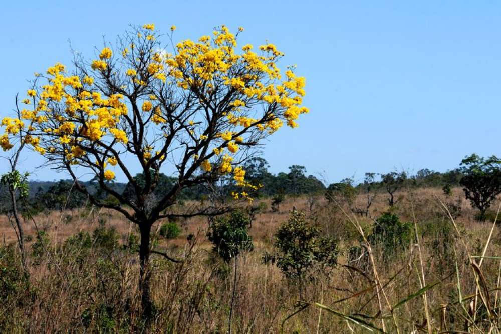 Cerca de 80% do desmatamento no Cerrado de MT foi feito ilegalmente