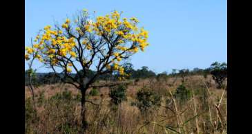 Cerca de 80% do desmatamento no Cerrado de MT foi feito ilegalmente