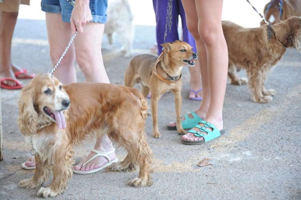 Governo proíbe uso de animais em pesquisas de cosméticos e perfumes