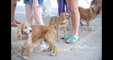 Governo proíbe uso de animais em pesquisas de cosméticos e perfumes