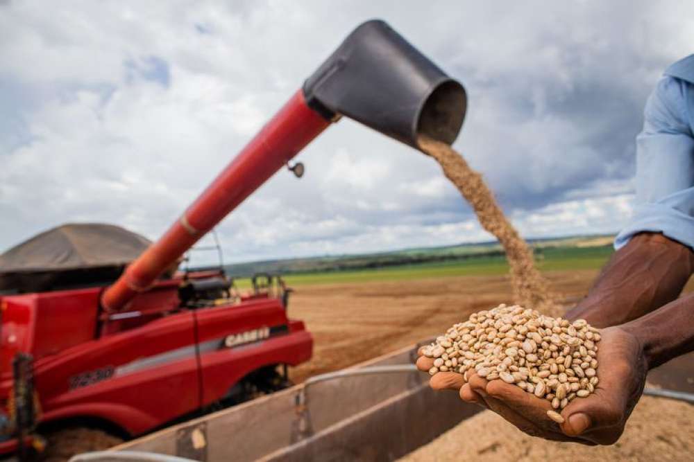 Aumento da temperatura vai afetar a produção de feijão no Brasil