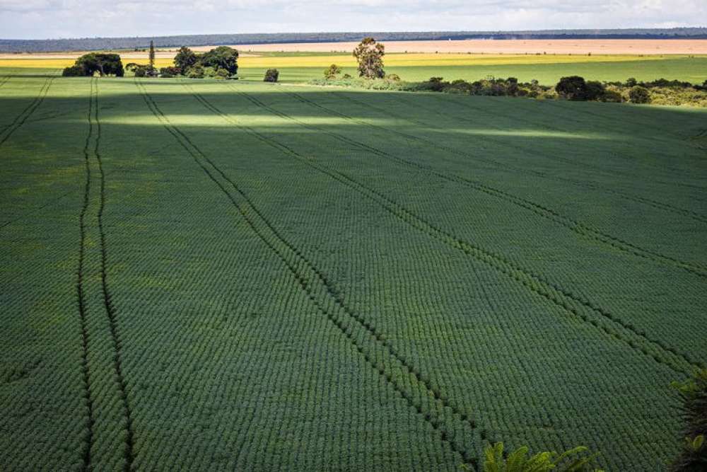 Soja impulsiona em 20,6% a produção de grãos na safra 2022/23