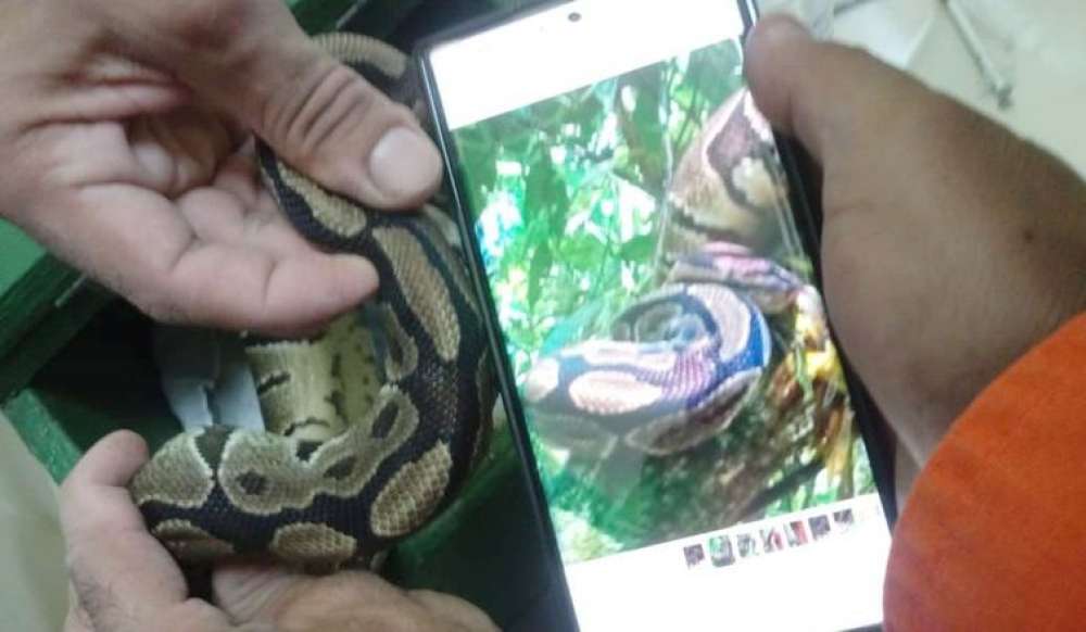 Serpente píton é retirada do Parque Nacional da Tijuca, no Rio