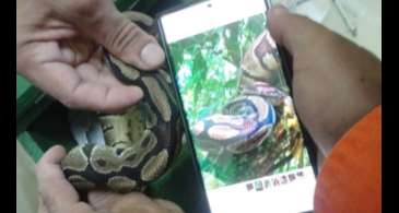 Serpente píton é retirada do Parque Nacional da Tijuca, no Rio