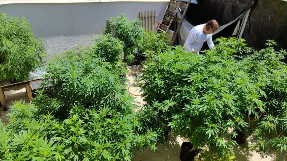 Venda nas farmácias de produtos à base de cannabis cresce 342,3%