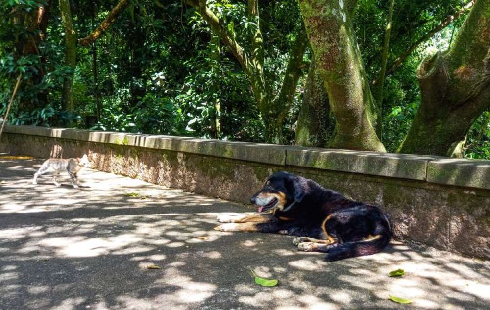 Cães e gatos também são considerados espécies invasoras no Brasil