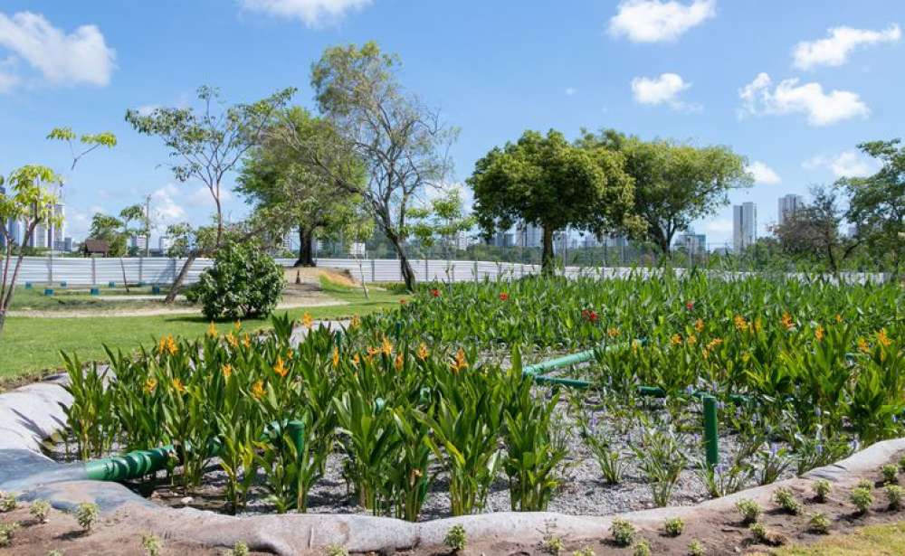 Jardins filtrantes despoluem águas de riacho que desagua no Capibaribe