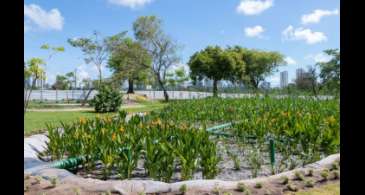 Jardins filtrantes despoluem águas de riacho que desagua no Capibaribe